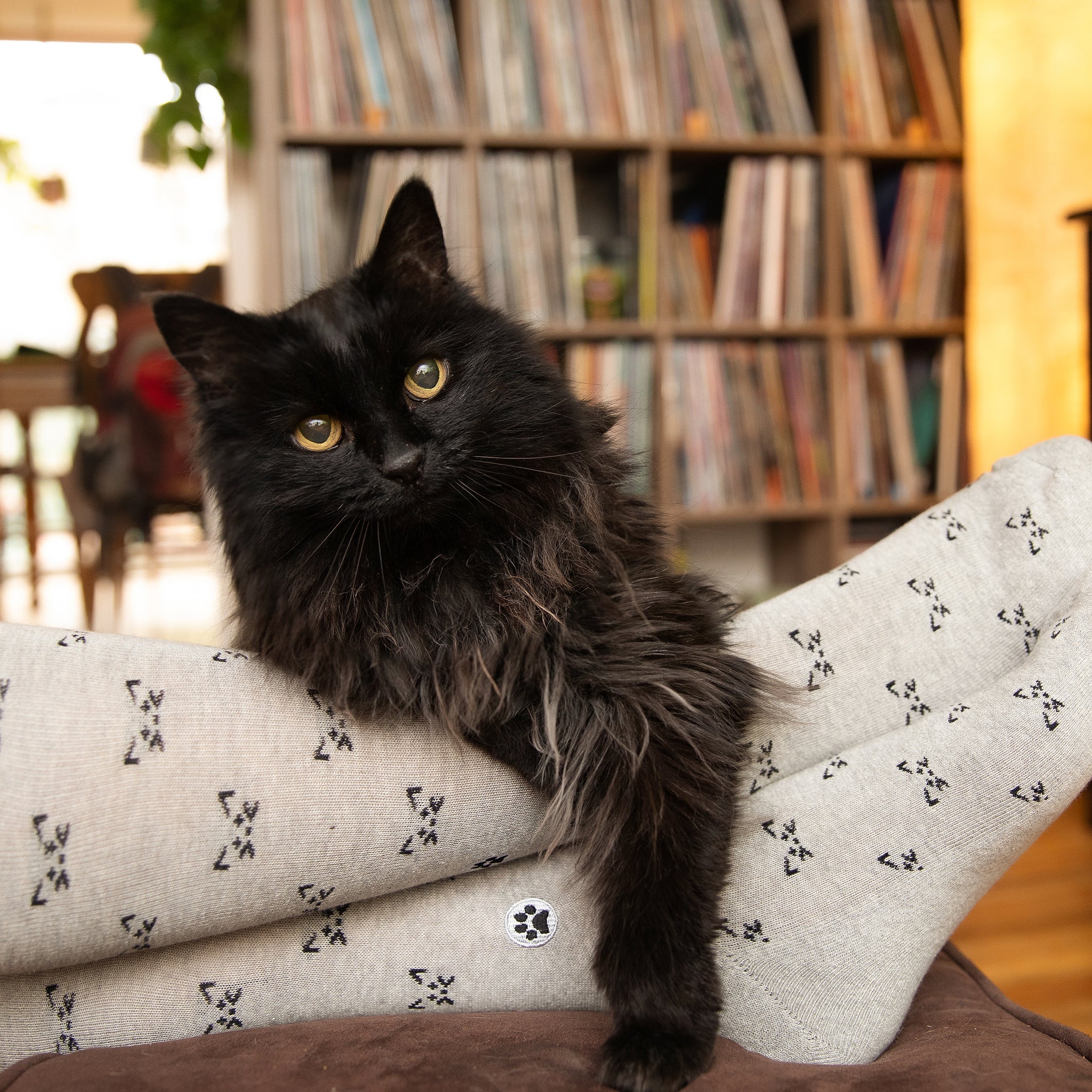 Save Cats Gift Box — organic cotton crew socks in green, gray & cream, gives back