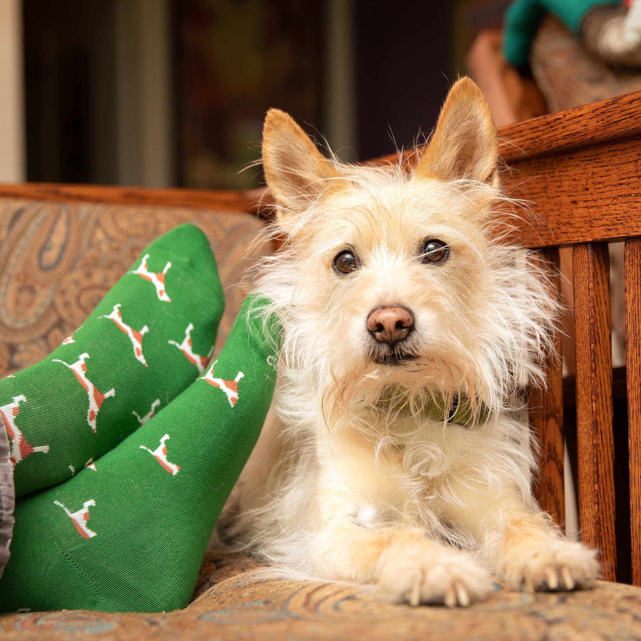 Save Dogs Gift Box — organic cotton crew socks for dog lovers, 3 pairs, gives back